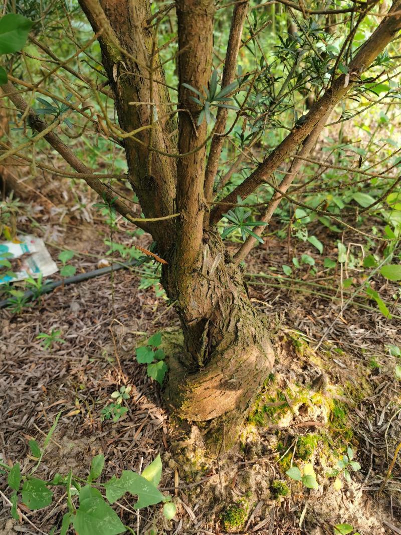 罗汉松5----8公分，大量