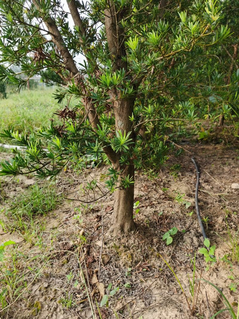 罗汉松5----8公分，大量