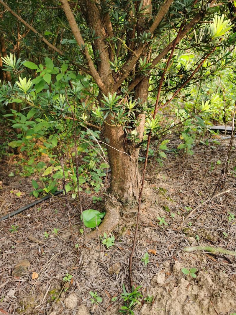 罗汉松5----8公分，大量