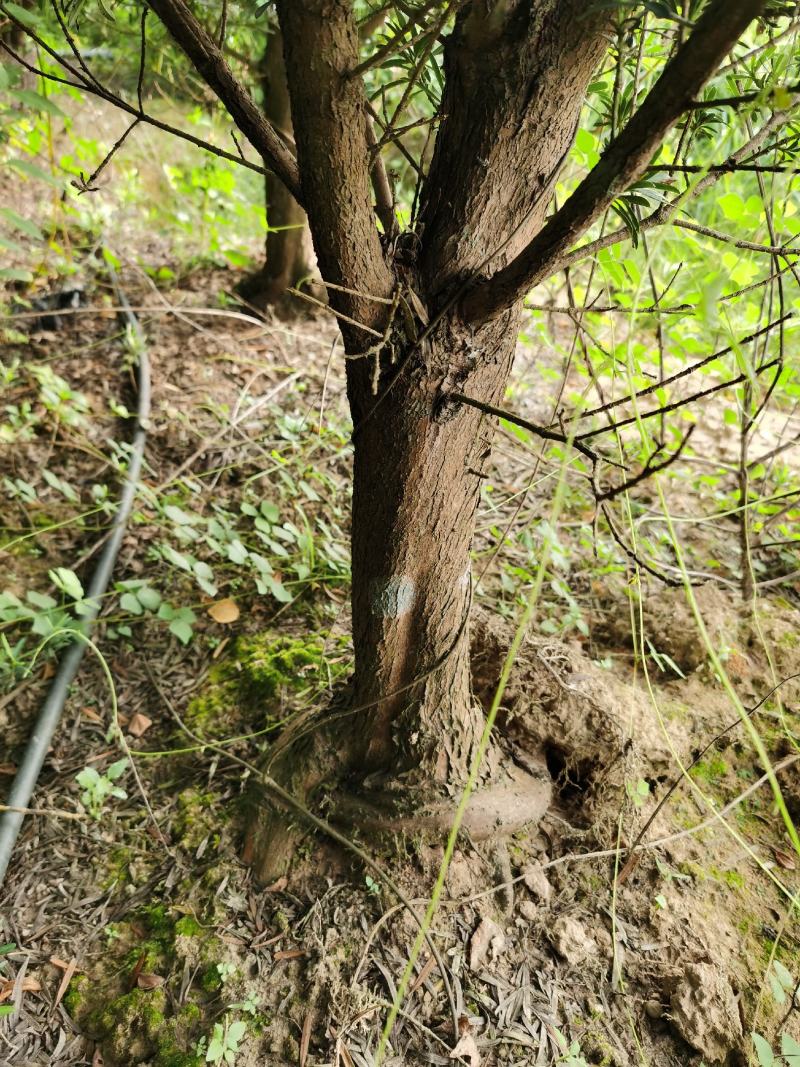 罗汉松5----8公分，大量
