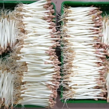 应季花生芽正品保障全国供应