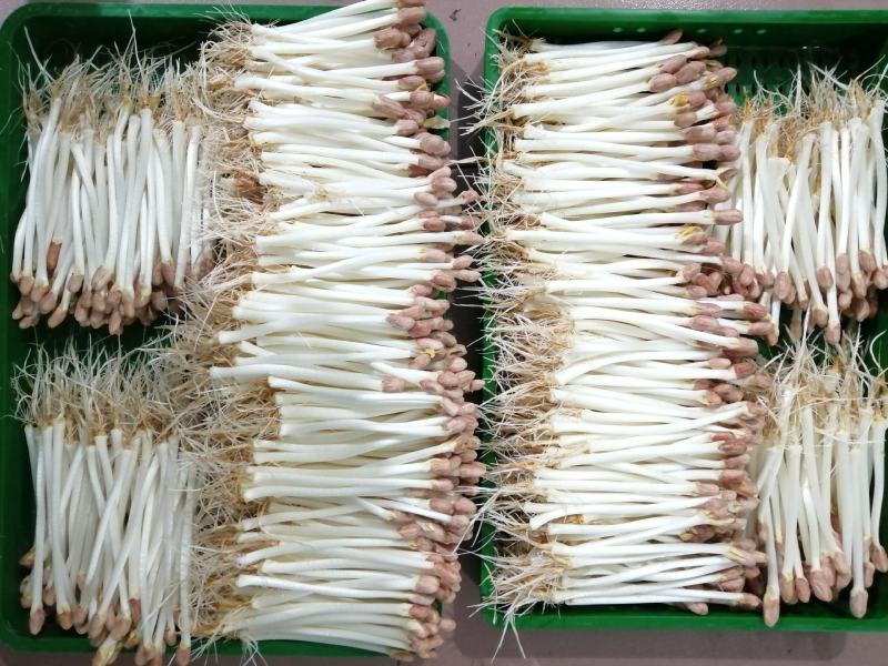 应季花生芽正品保障全国供应