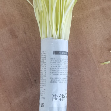 规格齐全韭黄产地直发欢迎联系