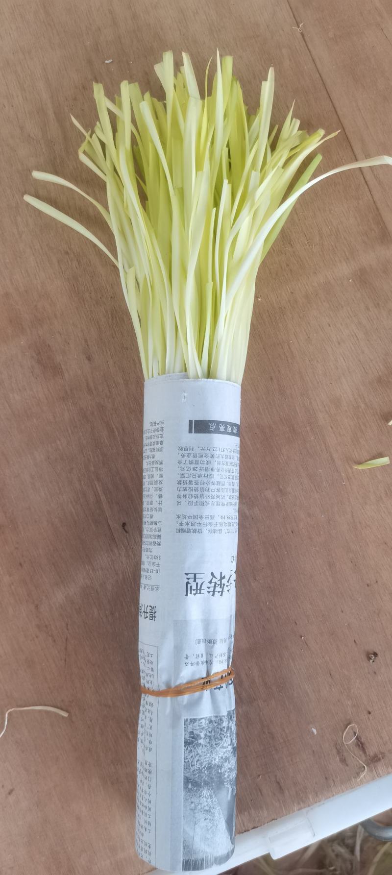 规格齐全韭黄产地直发欢迎联系