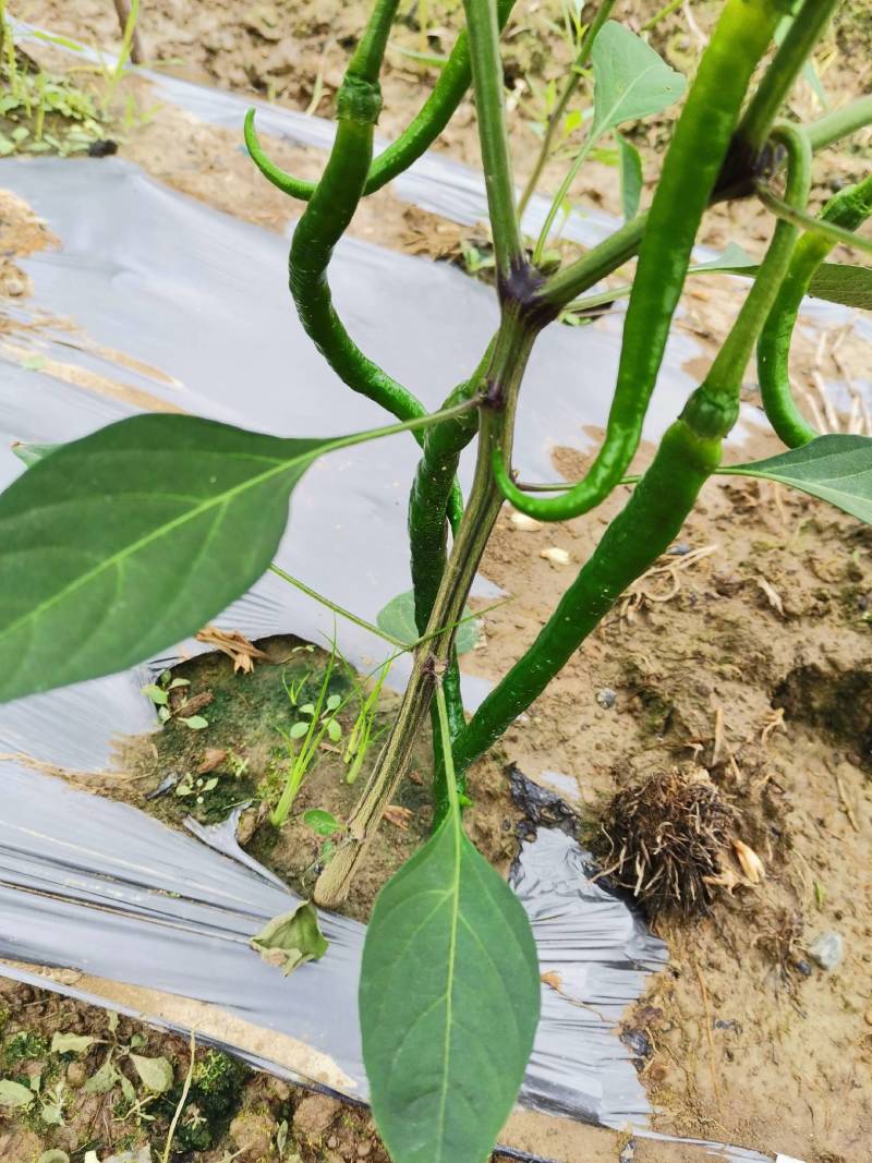 广西百色青线椒大量上市，欢迎老板们电话咨询。