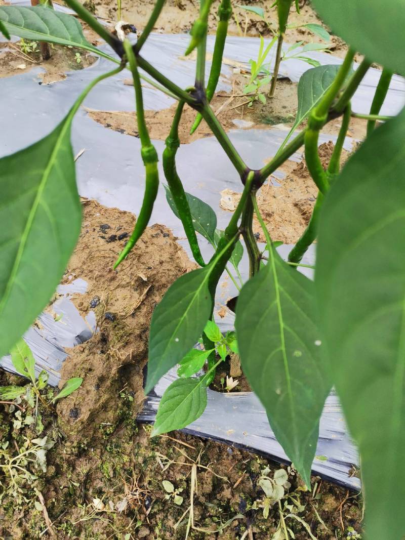 广西百色青线椒大量上市，欢迎老板们电话咨询。