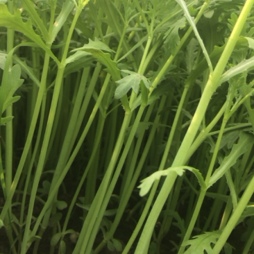 产地直发茼蒿量大从优支持拿样