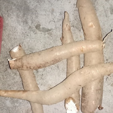 超高性价比厂家直销***木薯