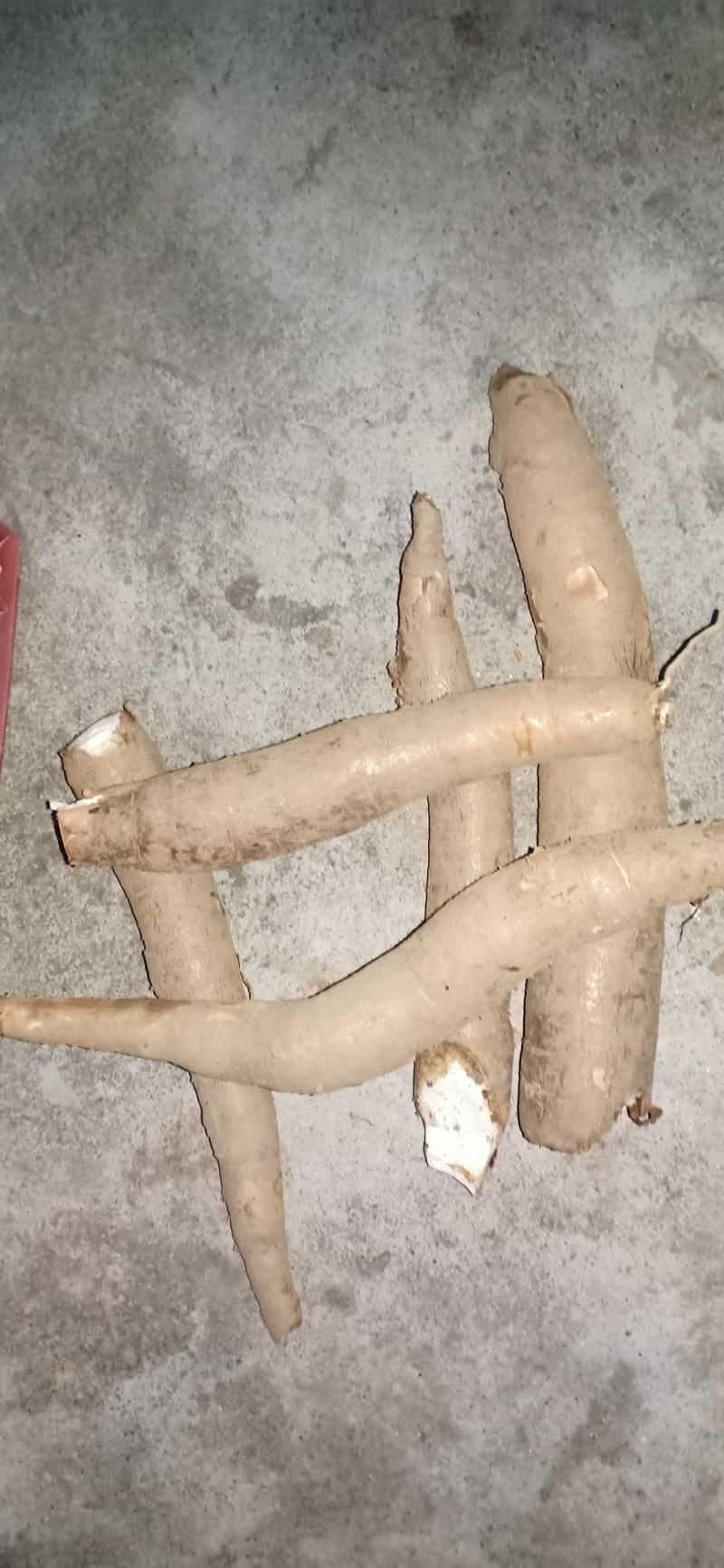 正品保障木薯电商供货量大从优