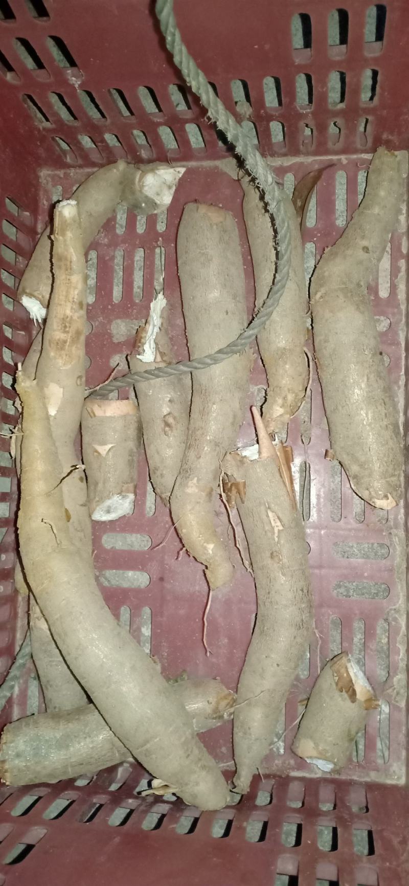 正品木薯源头供应价格实惠