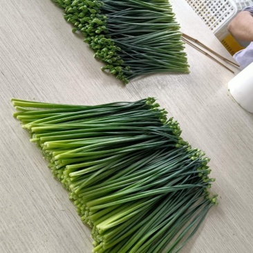 天然新鲜韮苔现货秒发欢迎联系