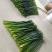 天然新鲜韮苔现货秒发欢迎联系