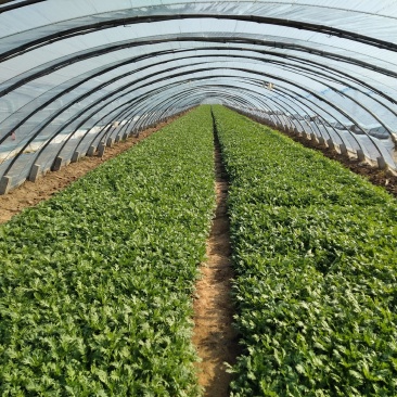 营养多汁茼蒿源头供应量大从优