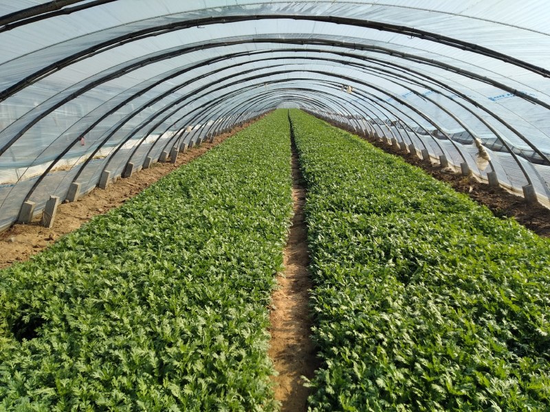 营养多汁茼蒿源头供应量大从优