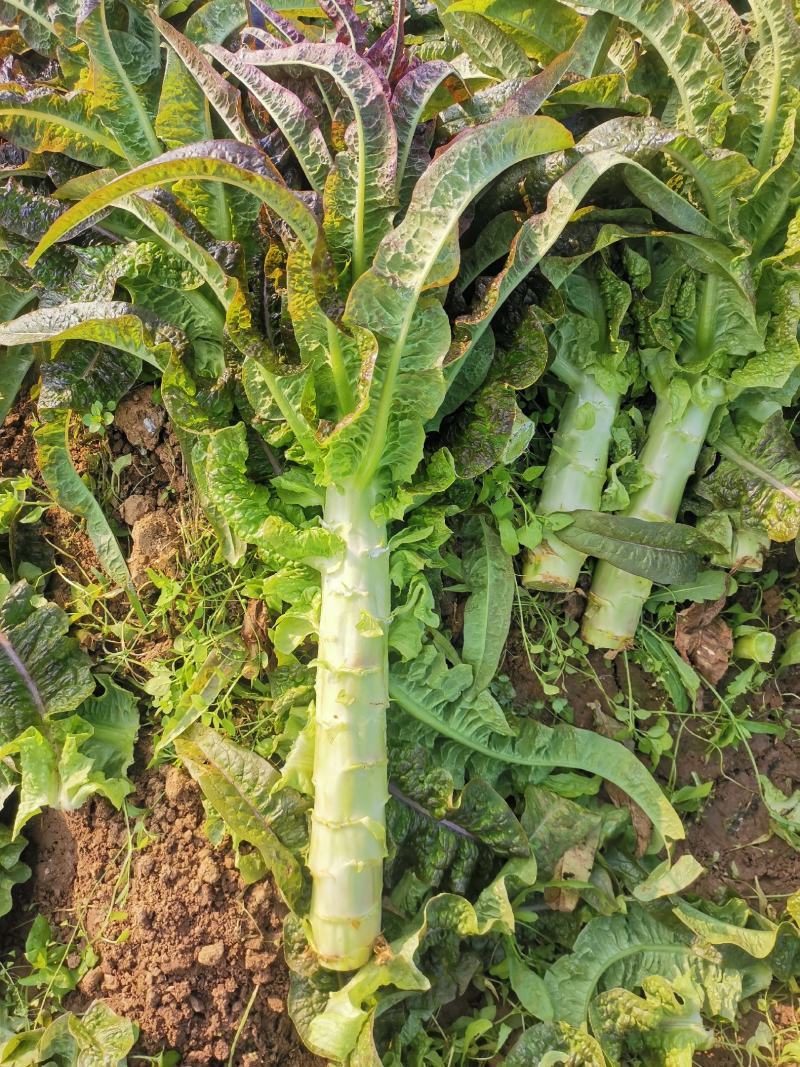 莴笋红叶莴笋青梗莴笋基地直供