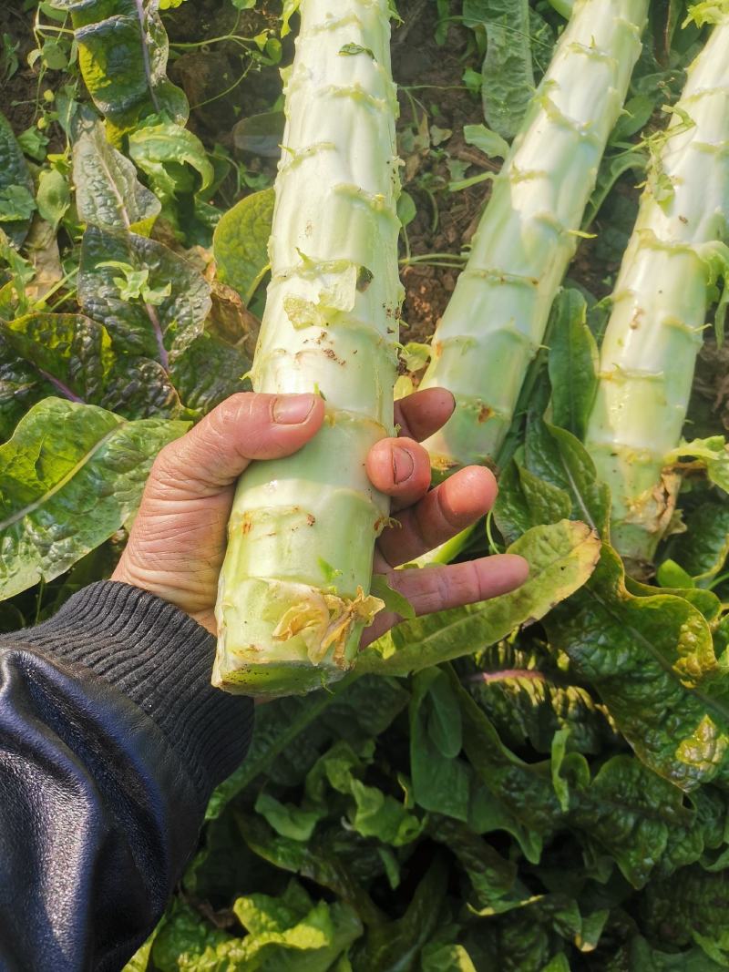 莴笋红叶莴笋青梗莴笋基地直供