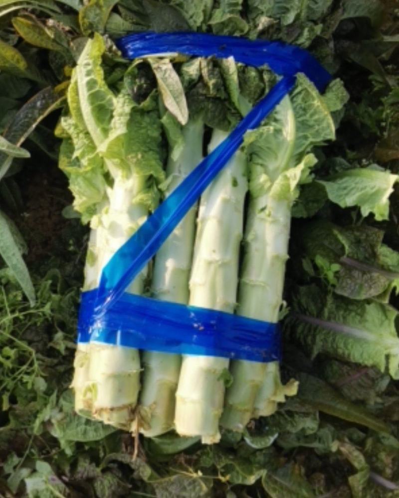 莴笋红叶莴笋青梗莴笋基地直供