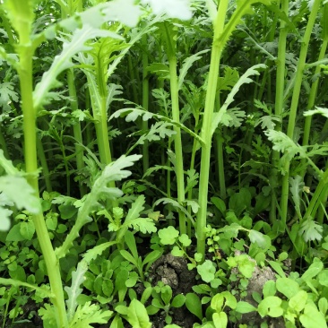 正品保障茼蒿现货秒发欢迎电话咨询