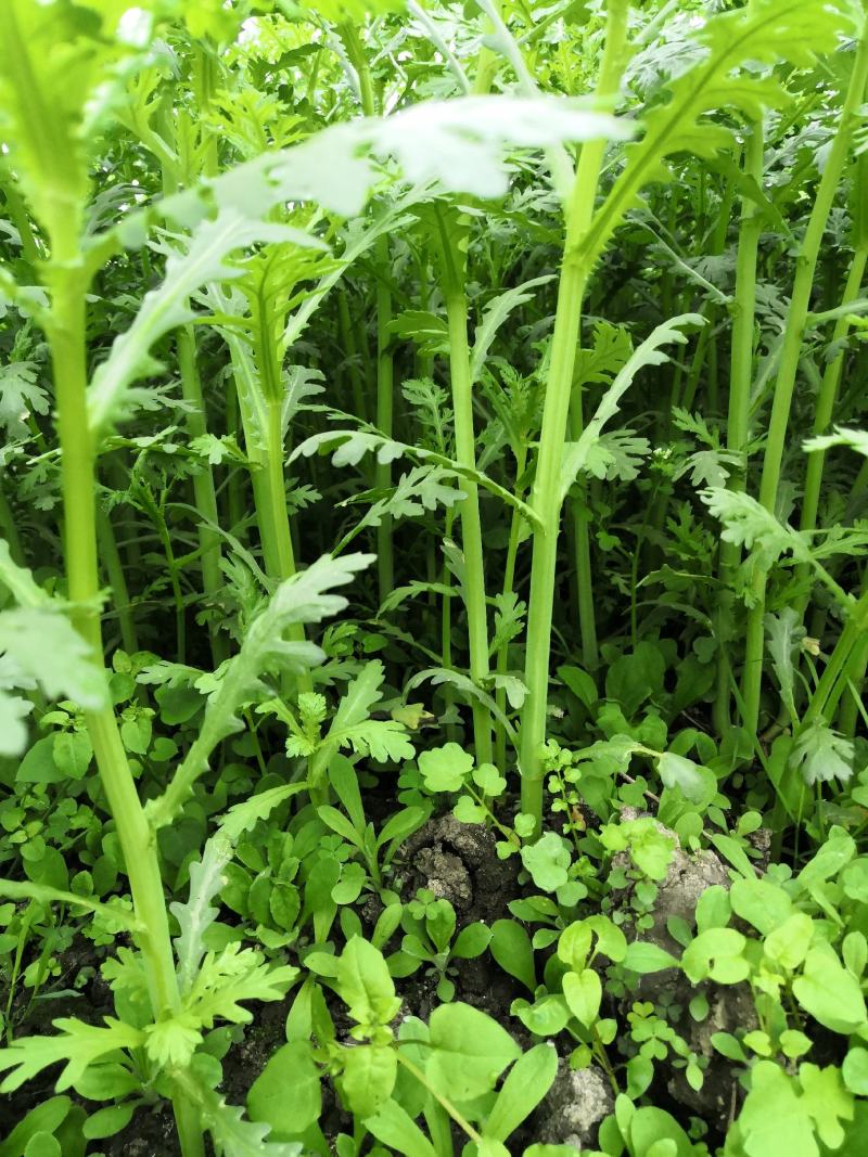 正品保障茼蒿现货秒发欢迎电话咨询