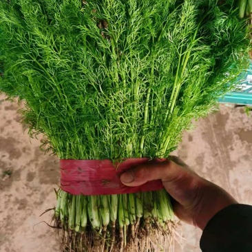 规格齐全茴香长期供应超高性价比