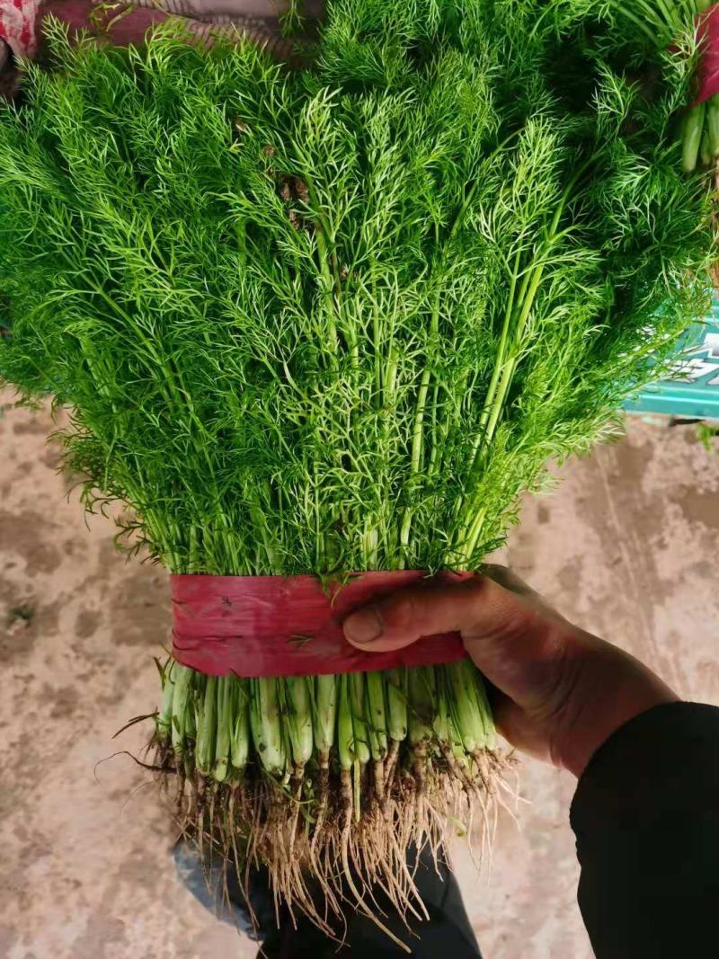 规格齐全茴香长期供应超高性价比