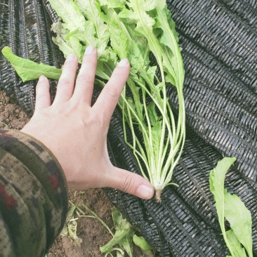 正宗荠菜源头供应量大优惠欢迎电话咨询