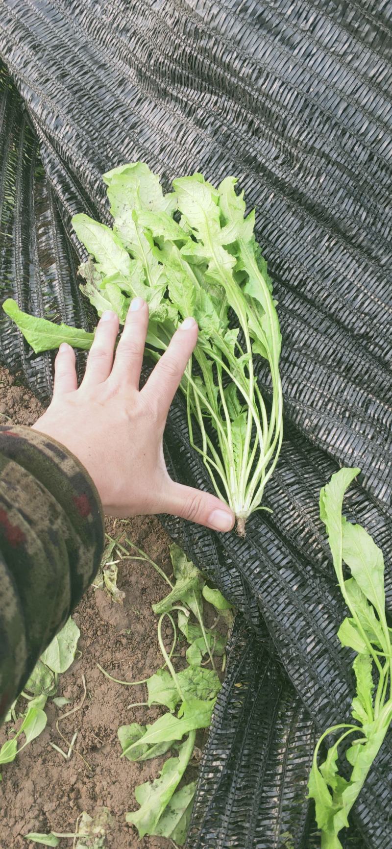 正宗荠菜源头供应量大优惠欢迎电话咨询