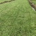 【热卖】广西南宁大叶油草皮草坪草质量保证可视频看货