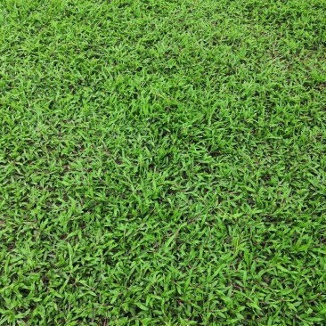 【热卖】广西南宁大叶油草皮草坪草质量保证可视频看货