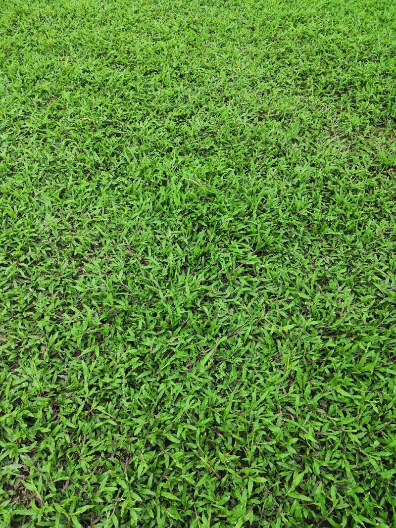 【热卖】广西南宁大叶油草皮草坪草质量保证可视频看货