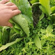 应季油麦菜现货秒发价格美丽欢迎联系
