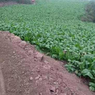 原产地榨菜保质保量订多包送