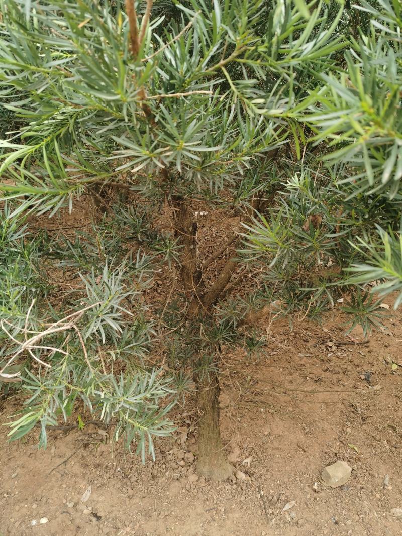 罗汉松5----8公分，大量