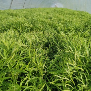 天然新鲜芦篙厂家直销量大从优支持拿样