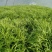 天然新鲜芦篙厂家直销量大从优支持拿样