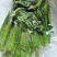 正规货源山野菜长期供货量大优惠