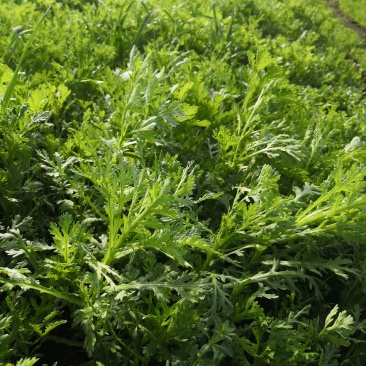 正品保障茼蒿长期供应随时咨询