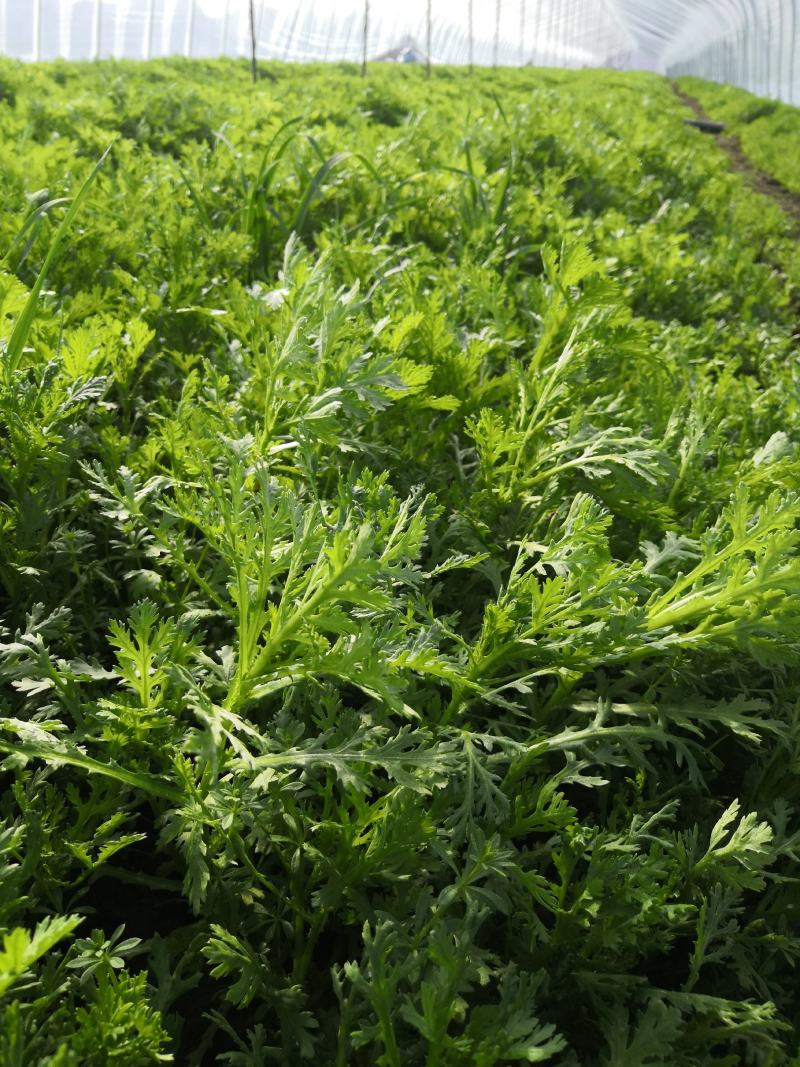 正品保障茼蒿长期供应随时咨询