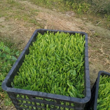 新鲜正宗豌豆苗，产地直发全网低价