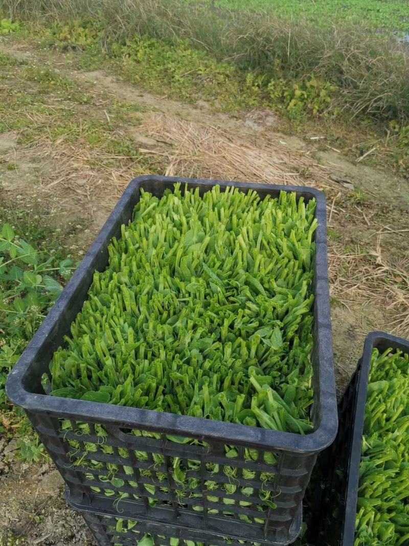 新鲜正宗豌豆苗，产地直发全网低价