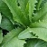 应季油麦菜长期有货量大从优