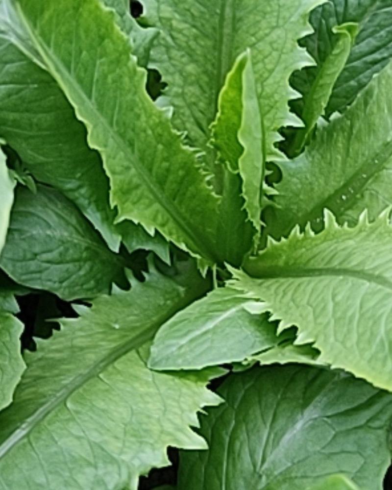应季油麦菜长期有货量大从优