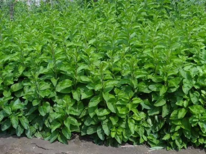 【产地直销】大叶枸杞苗（天精8号）蔬菜市场