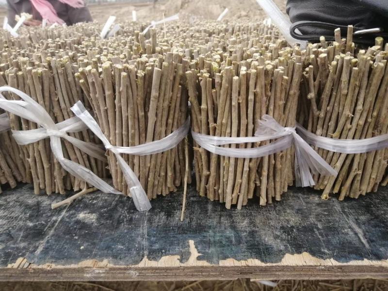 【产地直销】大叶枸杞苗（天精8号）蔬菜市场