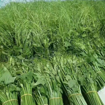 精品龙须菜长期供货量大从优