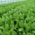 天然新鲜食叶草电商供货诚信经营