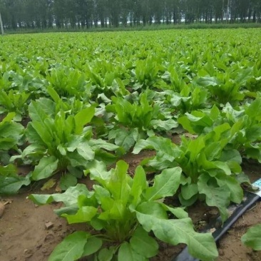 ***食叶草厂家直销超高性价比下单秒发