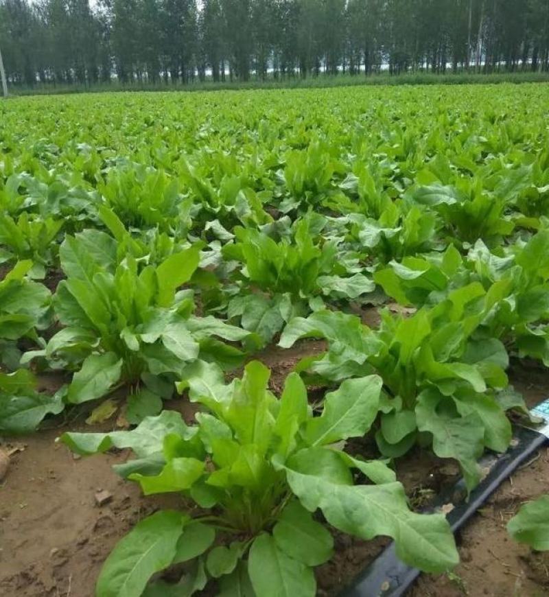 ***食叶草厂家直销超高性价比下单秒发