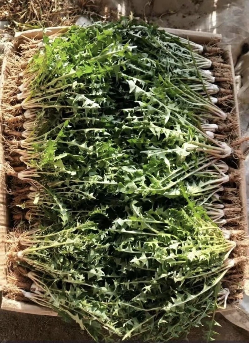 随时有货正规货源蒲公英支持拿样