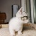 宠物猫